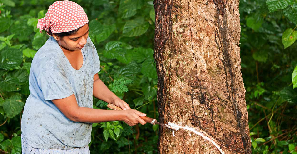 റബർവില ഉഷാറിൽ തന്നെ; രാജ്യാന്തര വിലയിൽ മലക്കംമറിച്ചിൽ, മാറ്റമില്ലാതെ കുരുമുളക്, അങ്ങാടി വിലനിലവാരം നോക്കാം