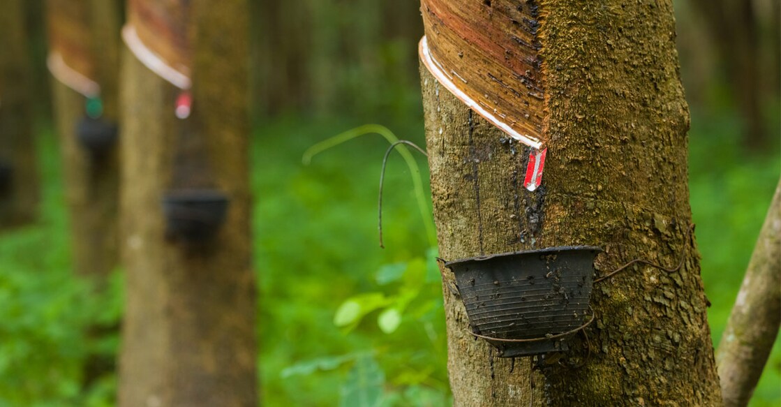 Image : iStock/Kuntalee Rangnoi