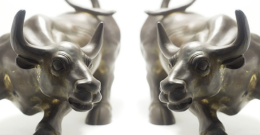 bull bull