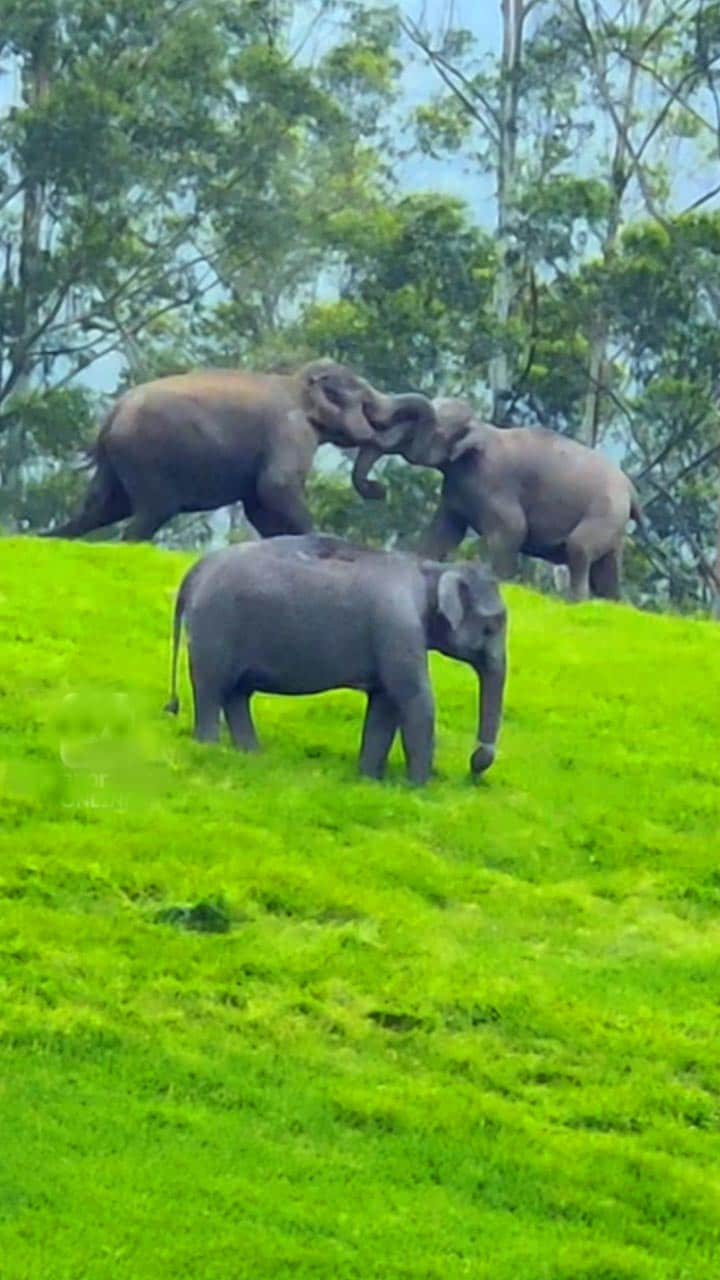 മാട്ടുപ്പെട്ടിയിൽ ആനകളുടെ ‘ഗുസ്തി’