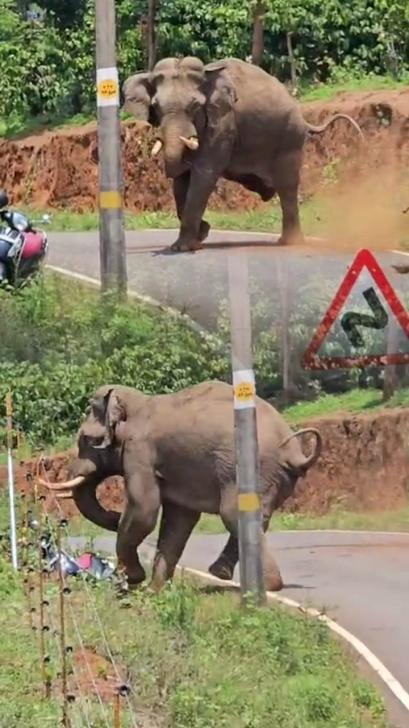 മാനന്തവാടി കാട്ടിക്കുളം പനവല്ലയിൽ കൃഷിയിടത്തിൽ കാട്ടാനയിറങ്ങി...