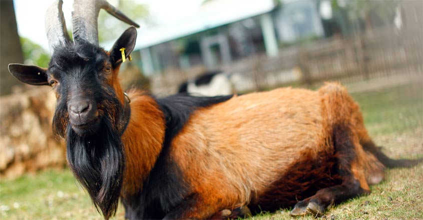 hennes hennes
