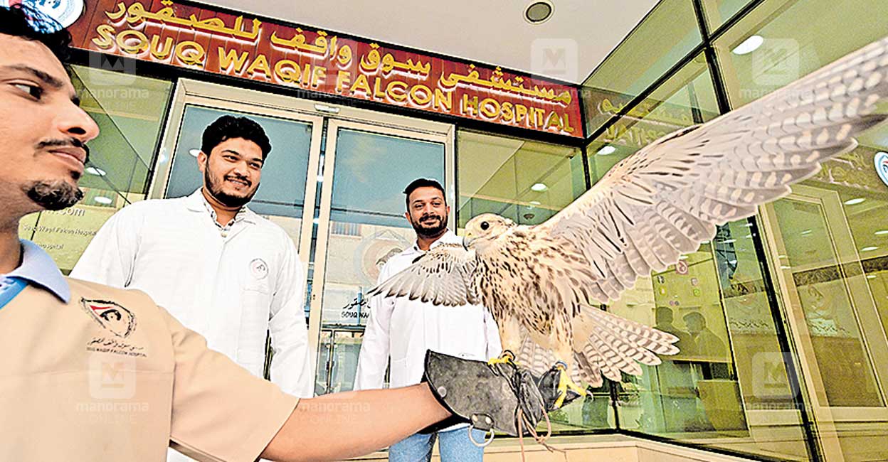 ശസ്ത്രക്രിയ ഫലിച്ചു, സദ്ദാം പറന്നു!- Souq Waqif Falcon Hospital| Qatar ...