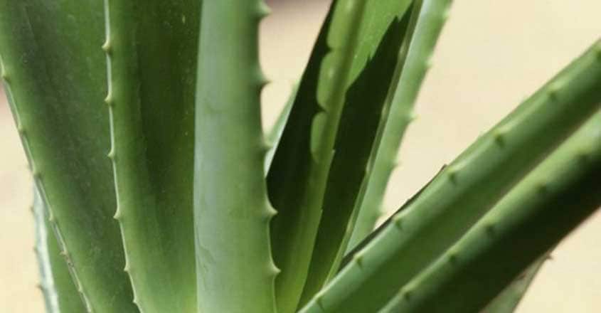 aloe-vera aloe-vera