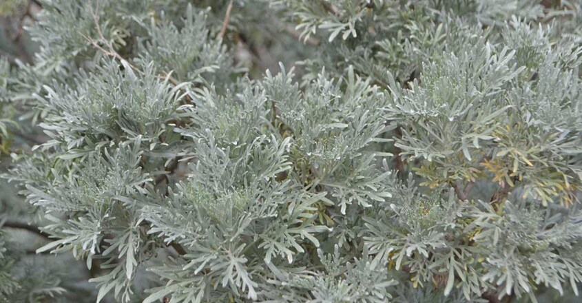 Artemisia Artemisia