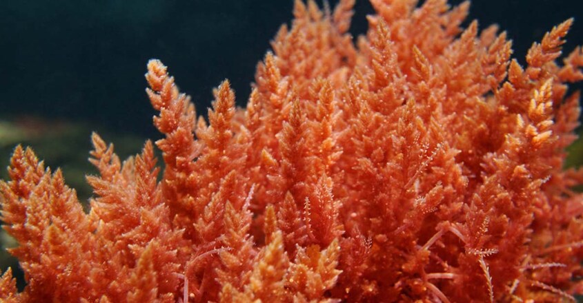 red-algea red-algea