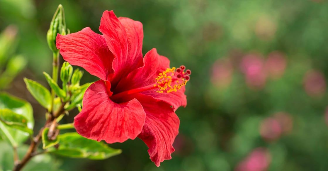 best-hibiscus-hair-packs-to-prevent-hair-loss Image credits : APCat / Shutterstock.com