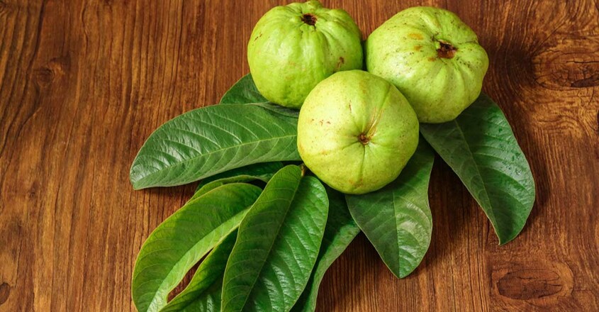 guava-leaf guava-leaf