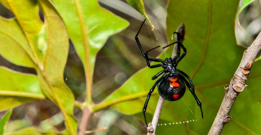 black-widow-spider black-widow-spider