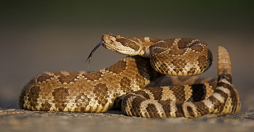 rattle-snake rattle-snake