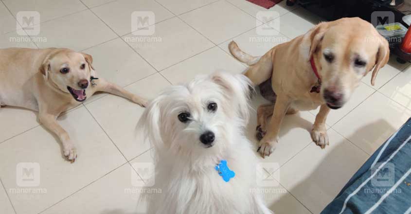 POPPY-PUPPY-4 POPPY-PUPPY-4