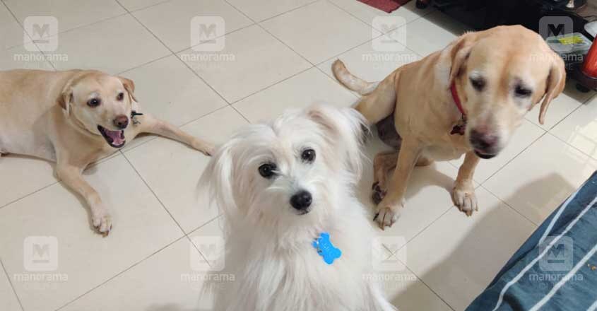 POPPY-PUPPY-4 POPPY-PUPPY-4
