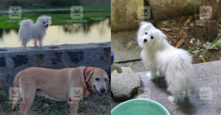 POPPY-PUPPY-5 POPPY-PUPPY-5
