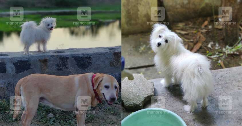 POPPY-PUPPY-5 POPPY-PUPPY-5