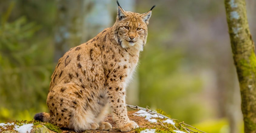 lynx-cat lynx-cat