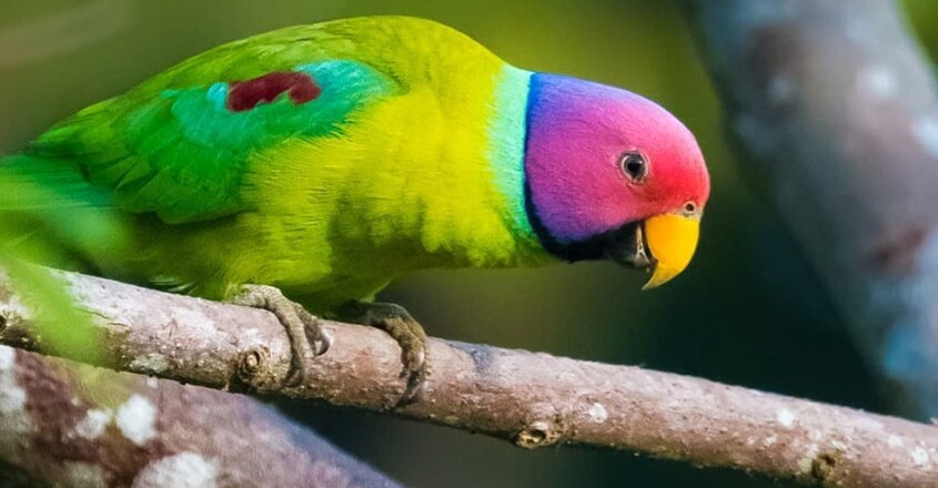 wildlife-photographer-shaheer-perumanna-photographer wildlife-photographer-shaheer-perumanna-photographer