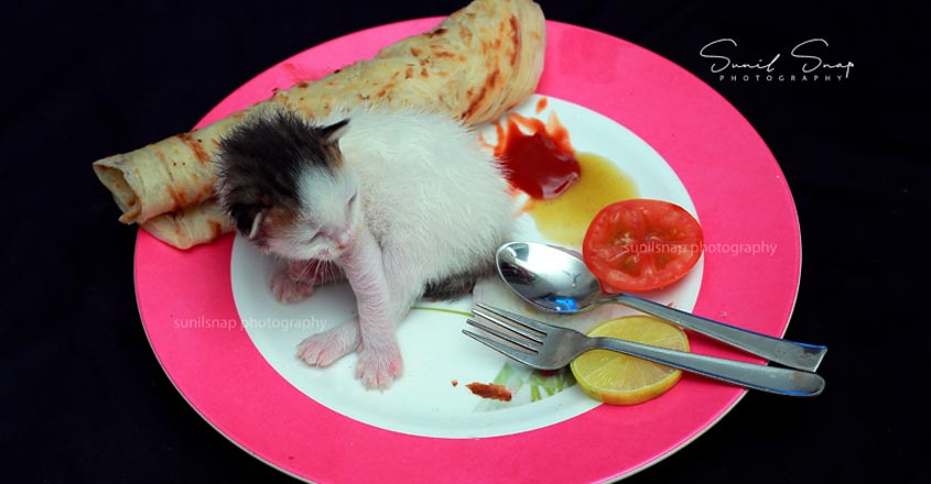 photoshoot-of-kitten-goes-viral photoshoot-of-kitten-goes-viral