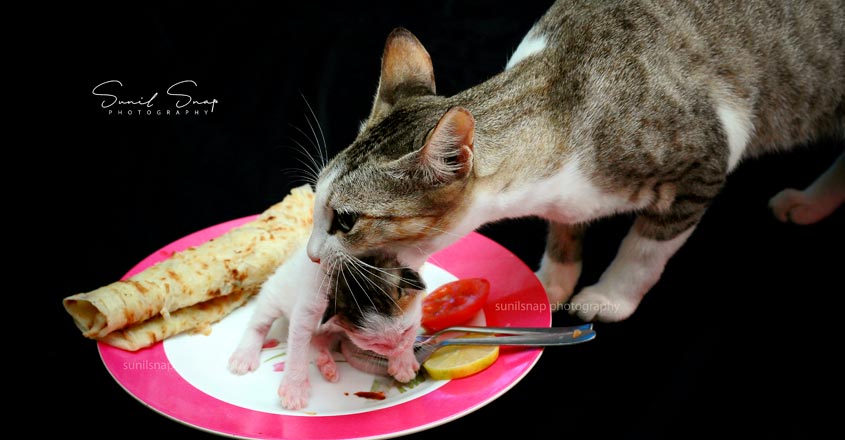 cat-3 cat-3