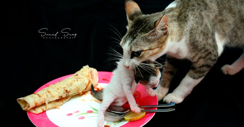 cat-4 cat-4