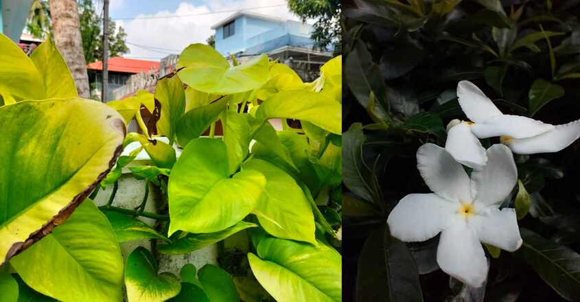 oppo-f19-photography oppo-f19-photography