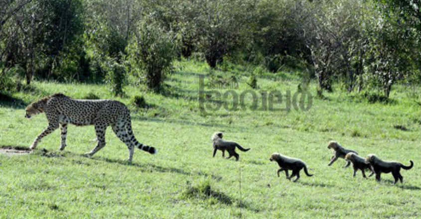 wild-life- wild-life-