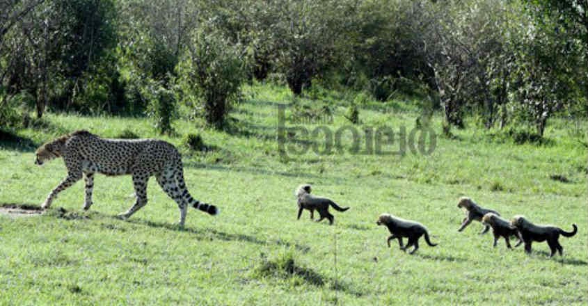 wild-life- wild-life-