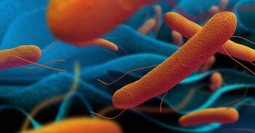 typhoid typhoid
