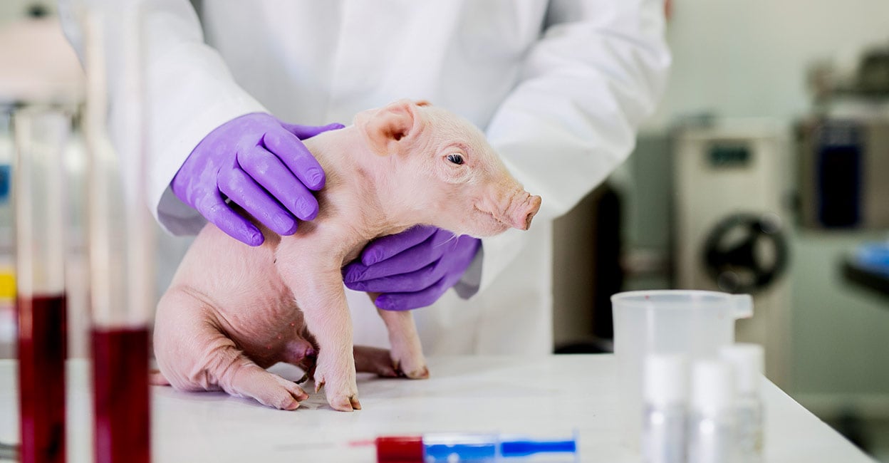 World's First Humanlike Kidneys Grown in Pigs A Breakthrough in Organ