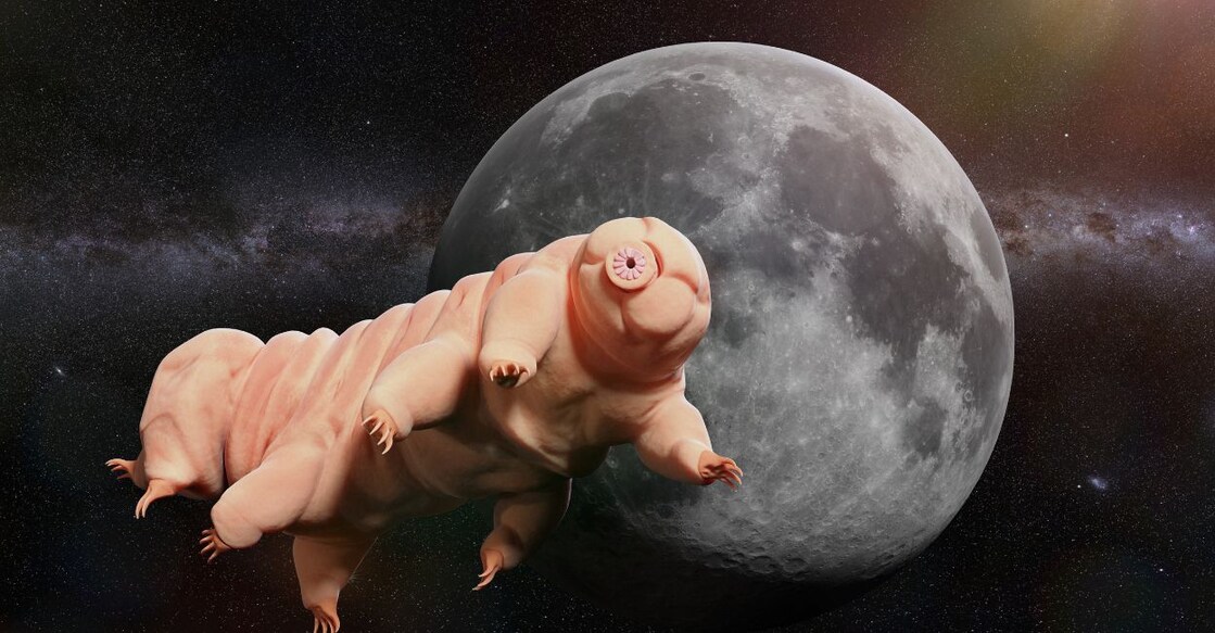 tardigrades - 1 tardigrades - 1