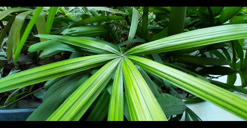 Ultra–wide–Mode Ultra–wide–Mode