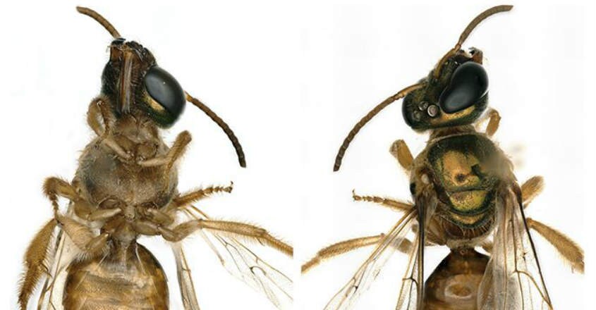 bee bee