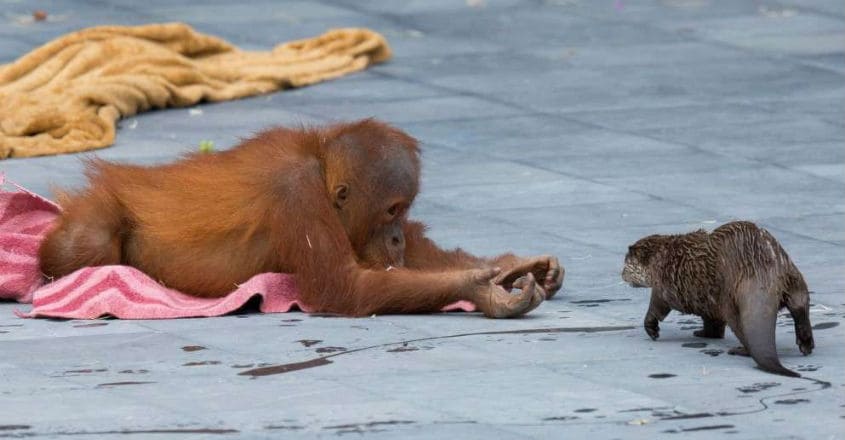 otter-orangutan-fun otter-orangutan-fun