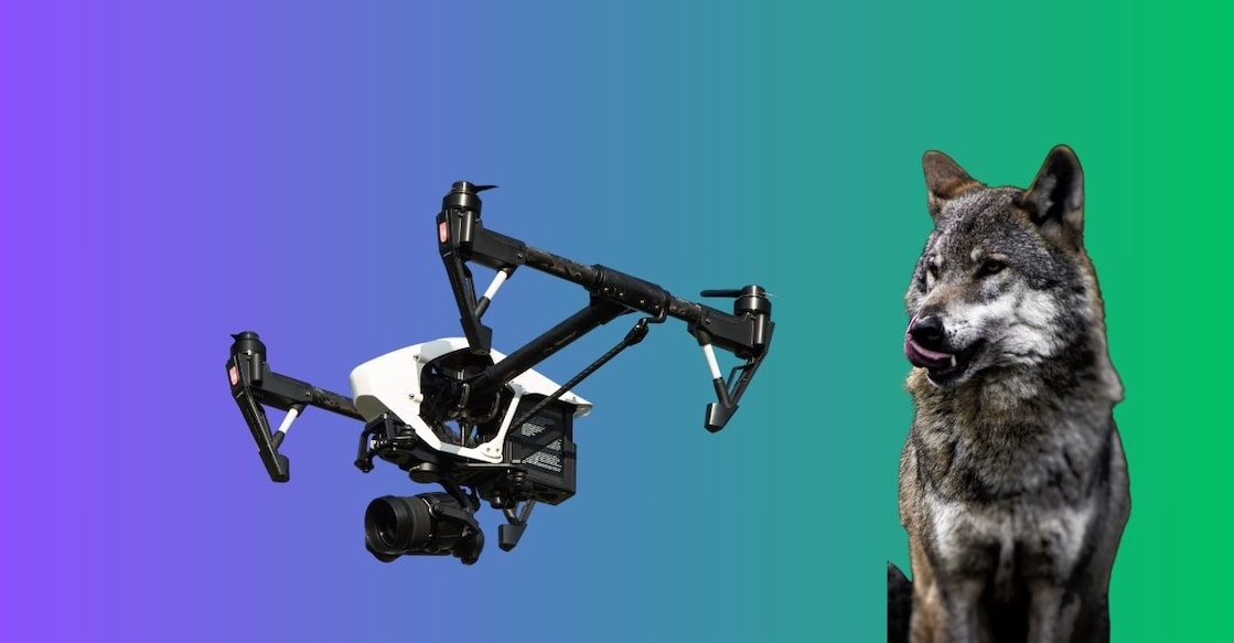 wolves-camera - 1