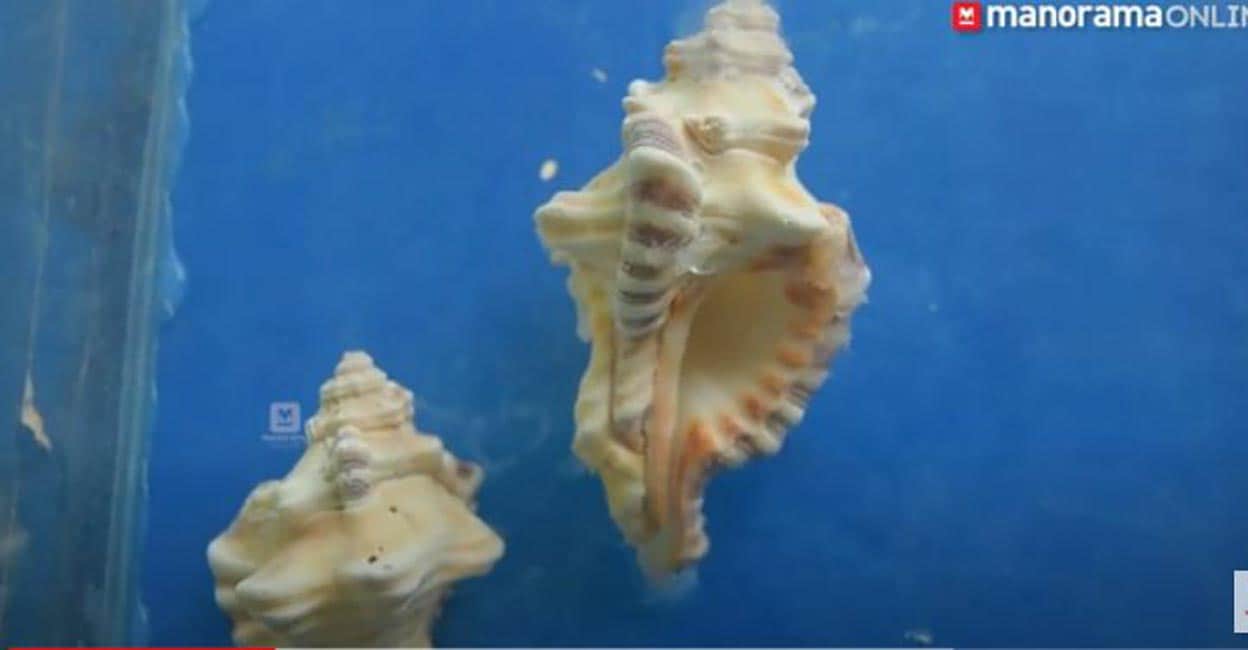 കരിമീൻ ചൂണ്ടയിട്ട് പിടിക്കാം, താറാവ് റോസ്റ്റുംകൂട്ടി ഉൗണ്; 350 രൂപ