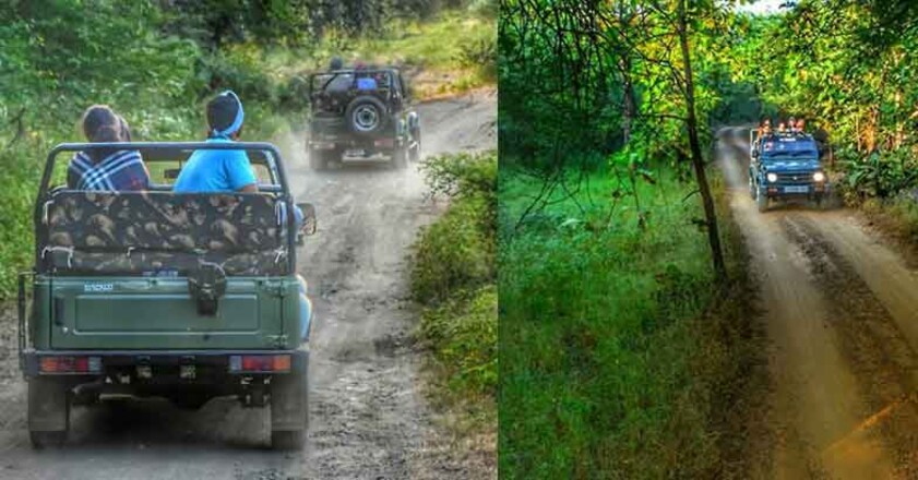 gir-forest1 gir-forest1