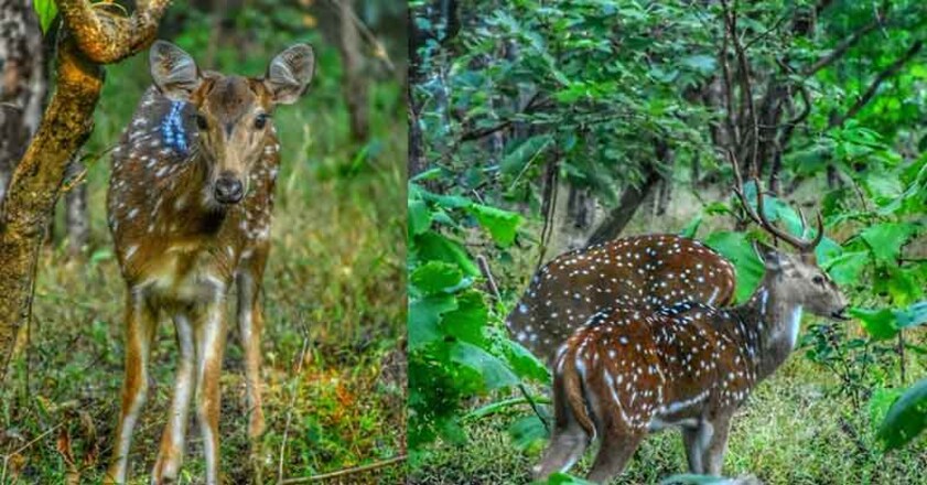 gir-forest2 gir-forest2