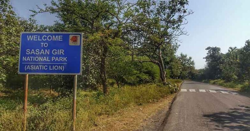 gir-forest3 gir-forest3
