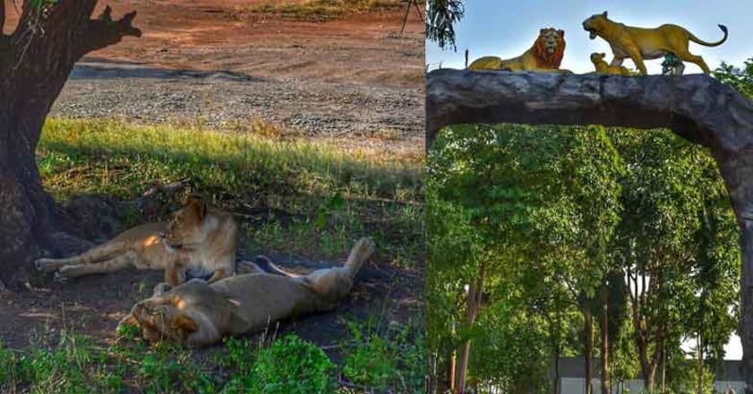 gir-forest4 gir-forest4