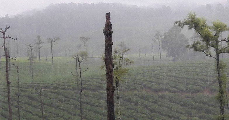valparai4 valparai4