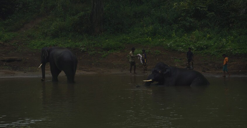 Mudumalai-National-Park1 Mudumalai-National-Park1