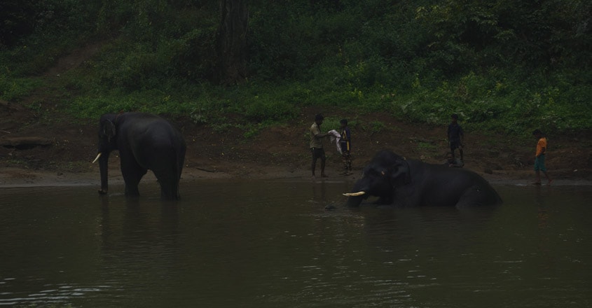 Mudumalai-National-Park1 Mudumalai-National-Park1