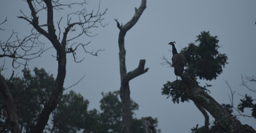Mudumalai-National-Park6 Mudumalai-National-Park6