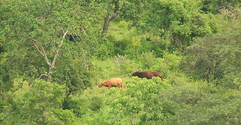 chinnar-travel5 chinnar-travel5