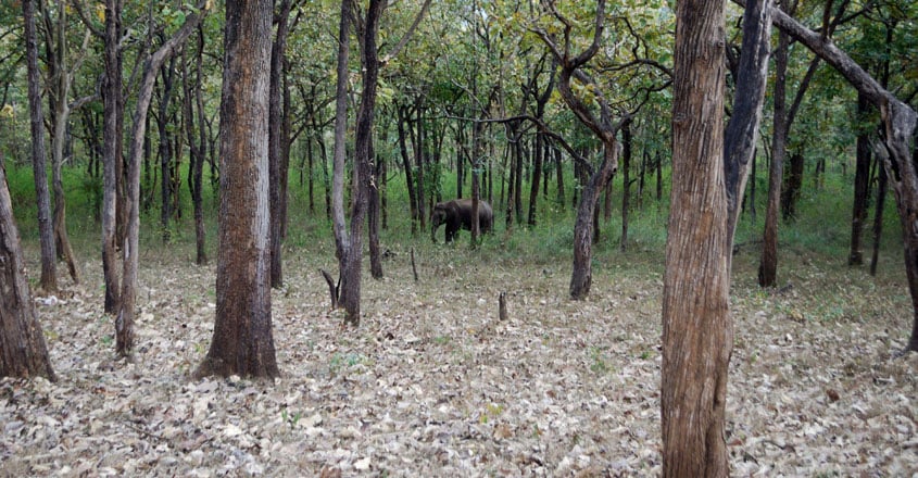 Wayanad--Bavali-Forest-T2 Wayanad--Bavali-Forest-T2