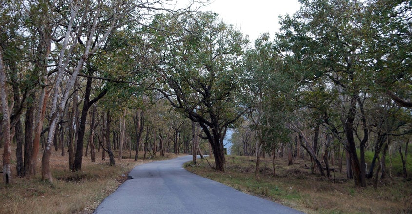 Wayanad--Bavali-Forest Wayanad--Bavali-Forest