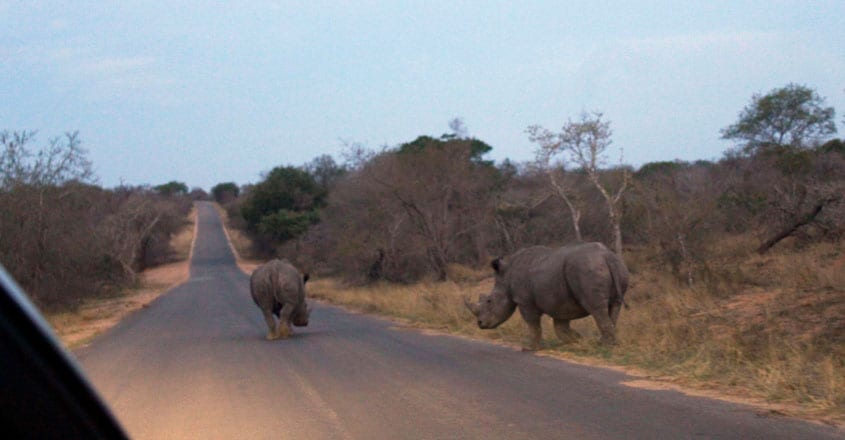 african-safari3 african-safari3