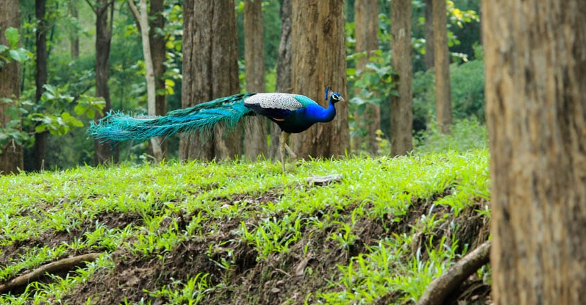 Parambikulam-Tiger-Reserve12 Parambikulam-Tiger-Reserve12