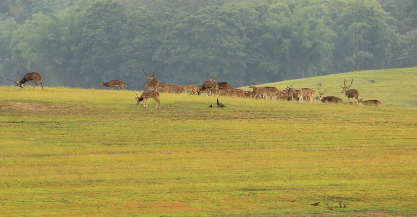 Parambikulam-Tiger-Reserve5 Parambikulam-Tiger-Reserve5