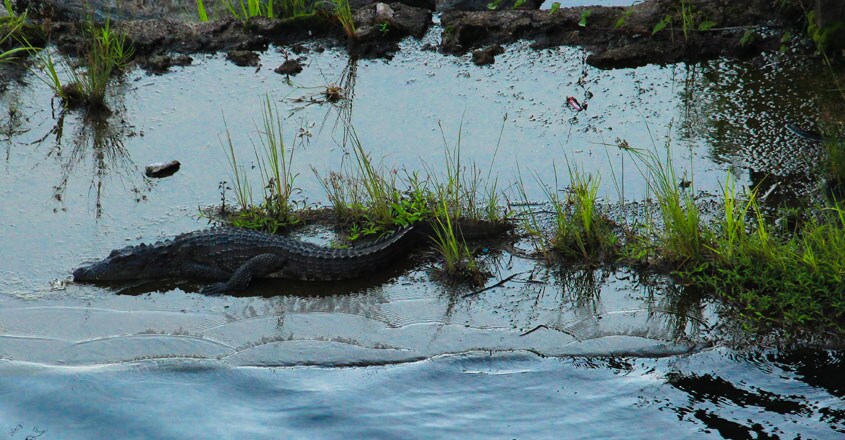 Parambikulam-Tiger-Reserve8 Parambikulam-Tiger-Reserve8