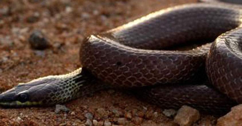 snake-park1 snake-park1